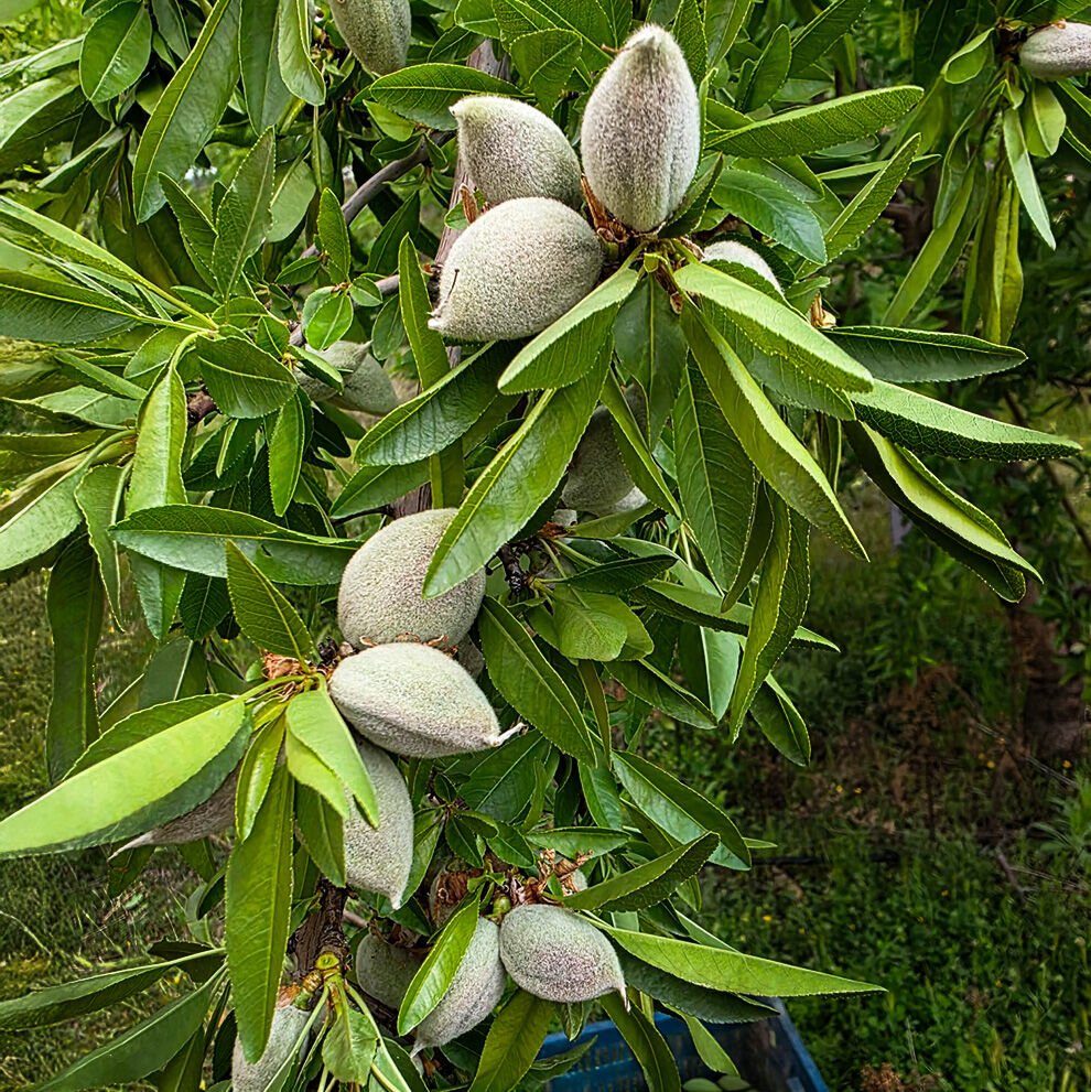 Ahsaf Taze Yaş Çağla 1 kg